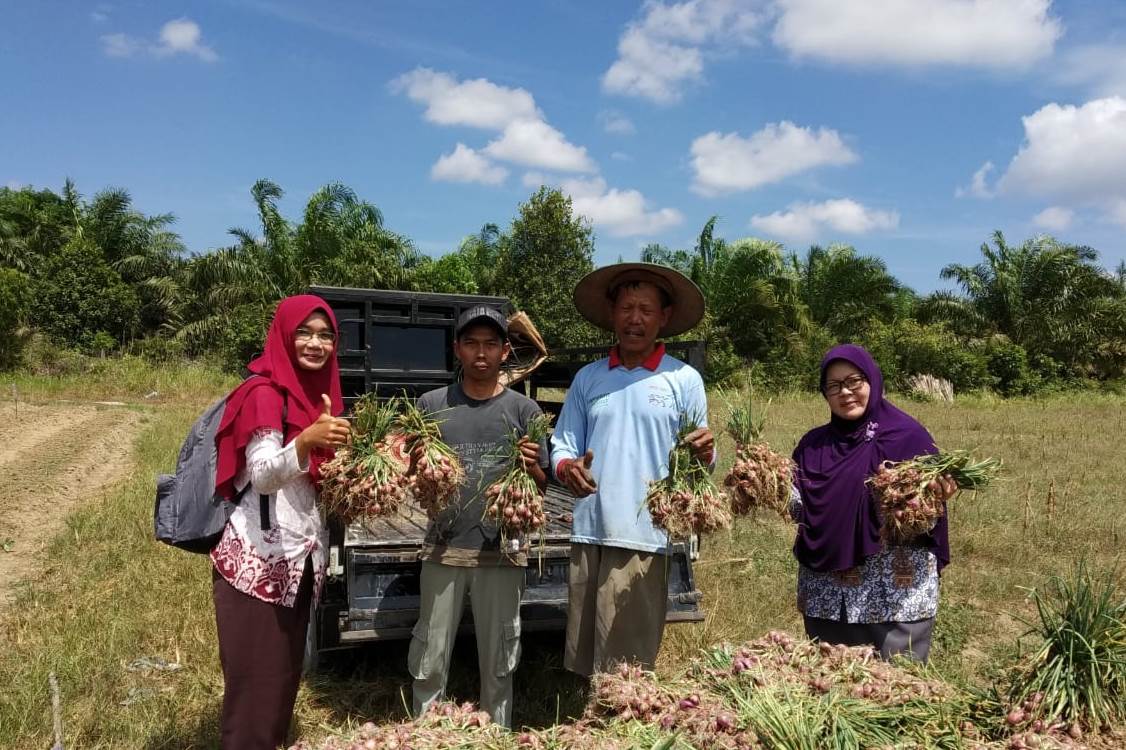 Pak Sukadi mengumpulkan hasil panen bawang merah