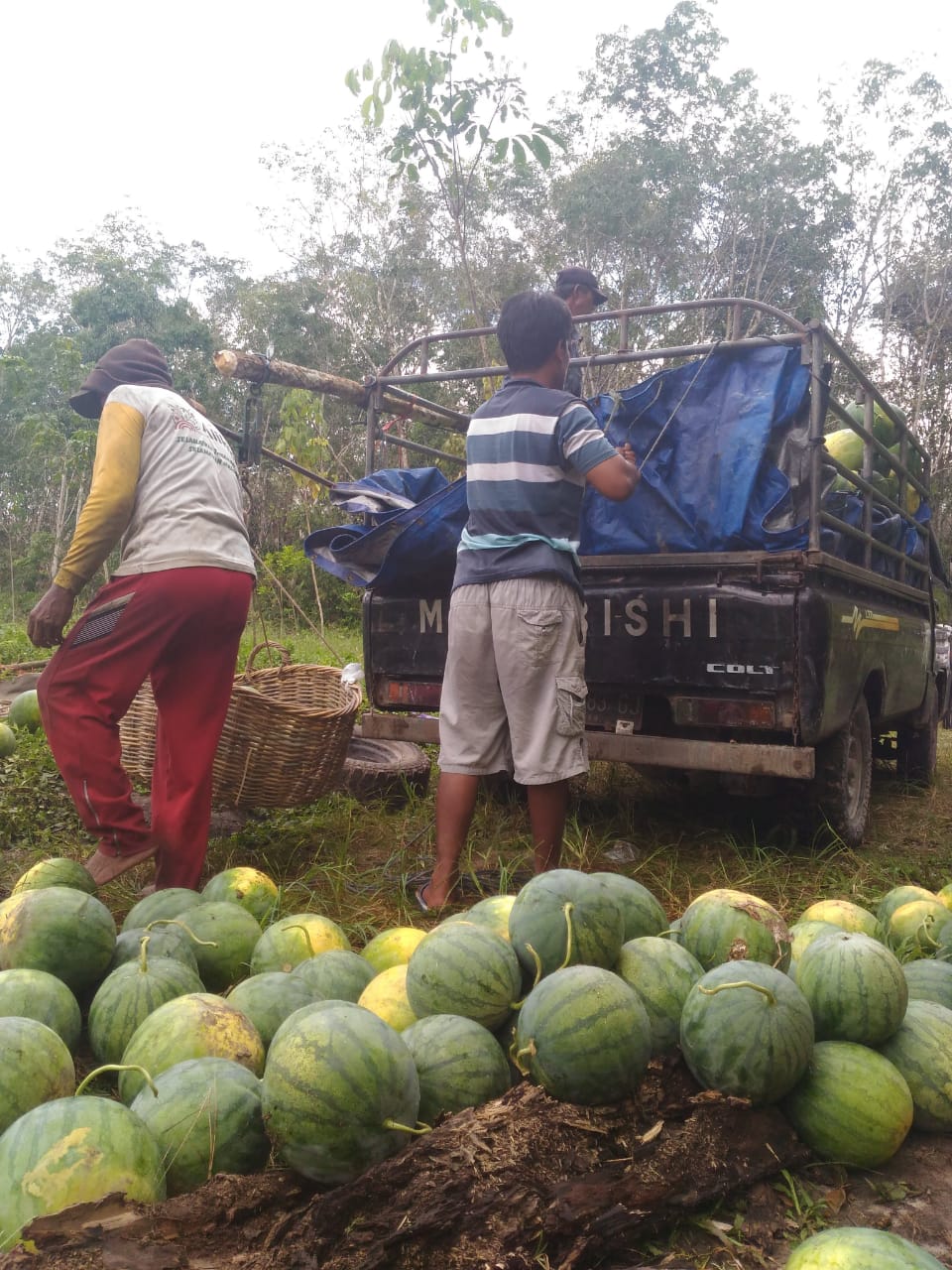 Panen perdana 13,5 ton perhektar, total 2 hektar 27 ton