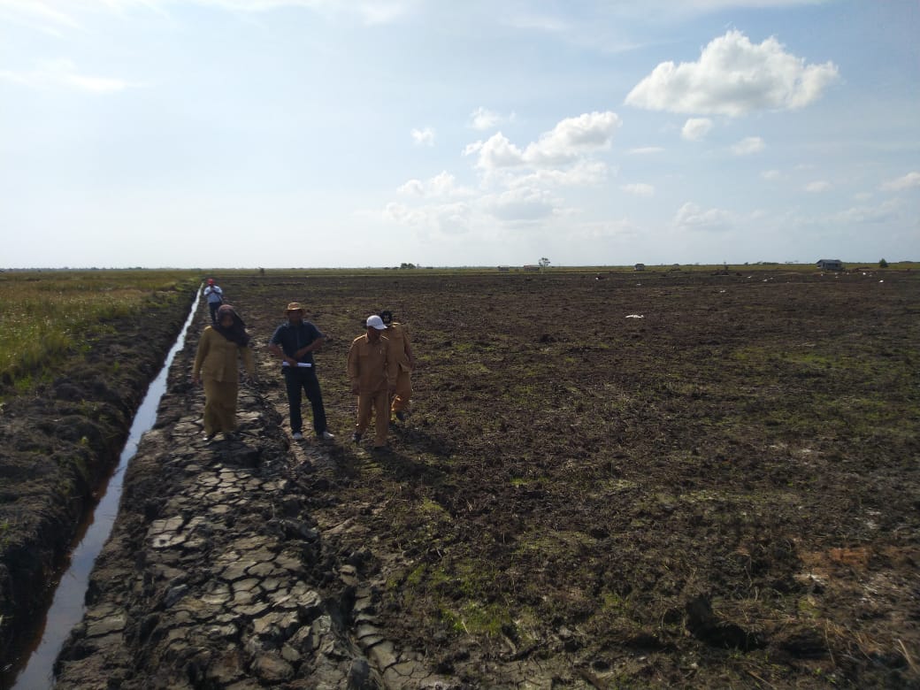 Kondisi lahan pertanian yang sudah dibersihkan tanpa melakukan pembakaran lahan