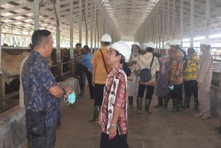 Rombongan study banding Pemerintah Provinsi Kaltara meninjau lokasi penggemukan sapi Australia di AMR Livestock