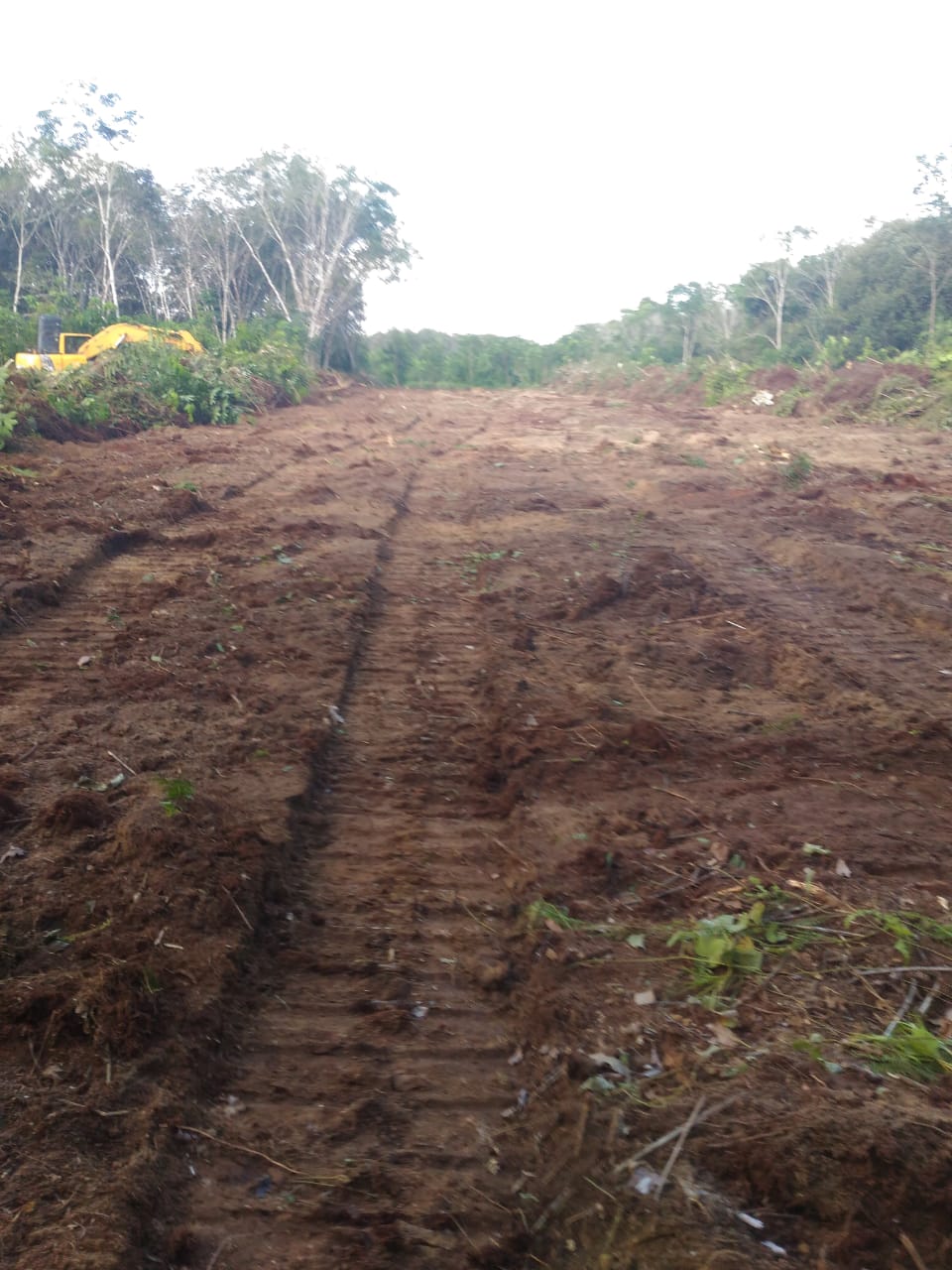 Eks lahan karet untuk persiapan tanam semangka