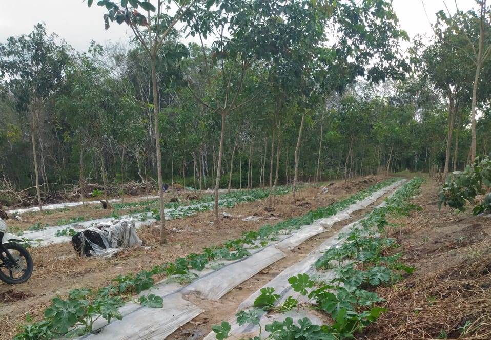 Tanaman Semangka umur 1 bulan disela-sela tanaman karet